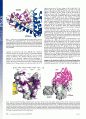 Structure of a peptide : N-glycanase-Rad23 complex: Insight into the deglycosylation for denatured glycoproteins 5페이지