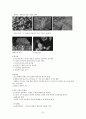 영화 형식 체계로서의 서사체(네러티브)와 시민케인의 서사체 5페이지
