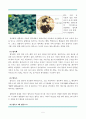 레포트_자연과학(광합성, DNA) 7페이지