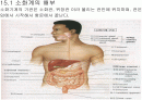 해부학에서의 인체 소화계에 대해서... 2페이지