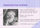 [약주,탁주] 한국의 전통 술(막걸리) 31페이지