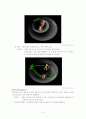 세포주기 (cell cycle) 5페이지
