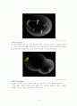 세포주기 (cell cycle) 6페이지