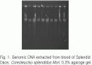 평창과 금강에 서식하는 쉬리(Coreoleucisus splendidus Mori) 두 계통간의 AFLP 지문 분석  8페이지