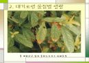 대기오염과 식물과의 관계 7페이지