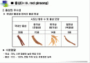 홍삼의 유래,우수성,특성,효능,시장현황 등 2페이지