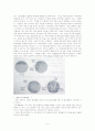 김치속 LAB 분리(isolation of LAB from Kimchi) 6페이지