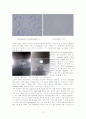그람염색(gram staining) 10페이지