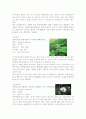 독도에 자생하는 귀화식물 - 종류,설명 3페이지