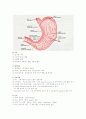 소화기계 구조와 기능 및 임상검사 4페이지