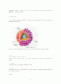 정자와 난자의 형성 과정 12페이지