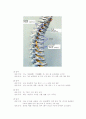 해부학리포트-척추 8페이지