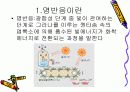 광합성 명반응에대해서 3페이지