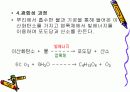 광합성 명반응에대해서 11페이지