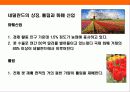 작지만 강한나라 네널란드 8페이지
