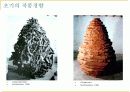Andy Goldsworthy 앤디 골드워시 11페이지