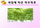 과일류 조사 16페이지