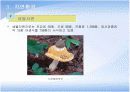 치악산 국립공원 조사 12페이지