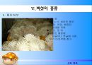버섯 조사 26페이지