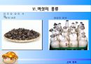 버섯 조사 29페이지