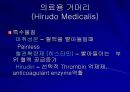 Replantation 수술후 관리  25페이지