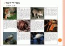 한반도 내의 환경문제 10페이지