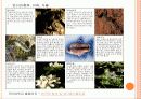 한반도 내의 환경문제 11페이지