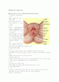 여성생식기와구조 1페이지