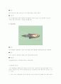관상어의 질병와 치료 10페이지