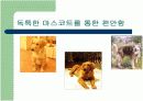 민들례영토 전략 및 마케팅분석 12페이지