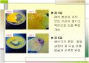 병아리 사육보고서 18페이지