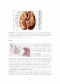 신경계의 구조와 기능 6페이지