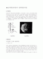 동물 발생학-정자와 난자의 형성과정 2페이지