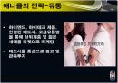 애니콜의 중국진출 사례분석 11페이지