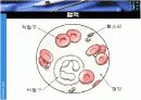 생리학 : 심장과 순환  7페이지