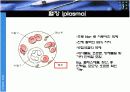 생리학 : 심장과 순환  10페이지
