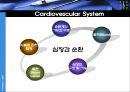 생리학 : 심장과 순환  28페이지
