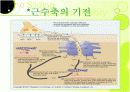 생리학:근육계 9페이지