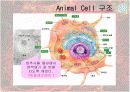 동물세포  3페이지