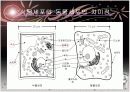 동물세포  4페이지