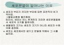 체세포분열 3페이지