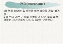 체세포분열 6페이지