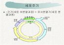 체세포분열 8페이지