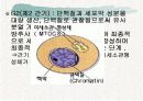 체세포분열 9페이지