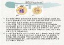 체세포분열 11페이지