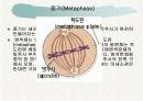 체세포분열 12페이지