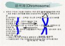 체세포분열 18페이지