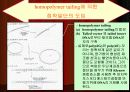 DNA Ligation 17페이지