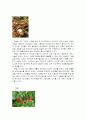 충청남도 특산물을 이용한 식품조사 6페이지