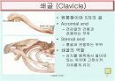 Upper limb 골학 3페이지